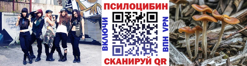Купить  Волгоград  Галлюциногенные грибы Psilocybe 